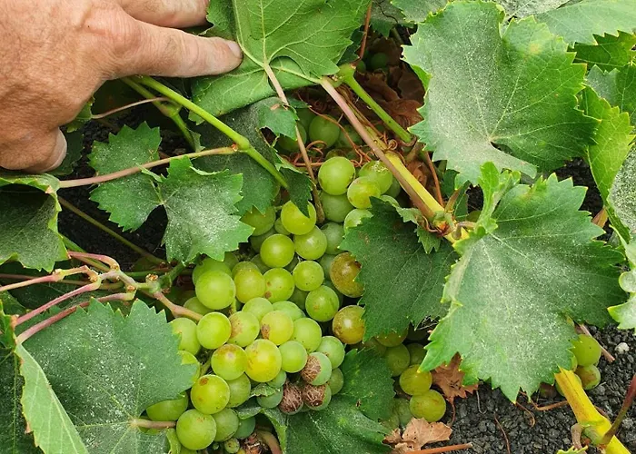 Casa Vitto Ferienhaus *