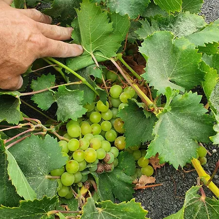 Casa Vitto בית נופש *